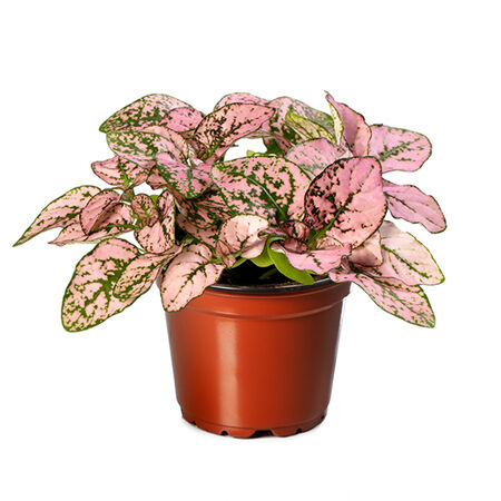 Confetti Pink, Hypoestes - 5,000 Seeds image number null